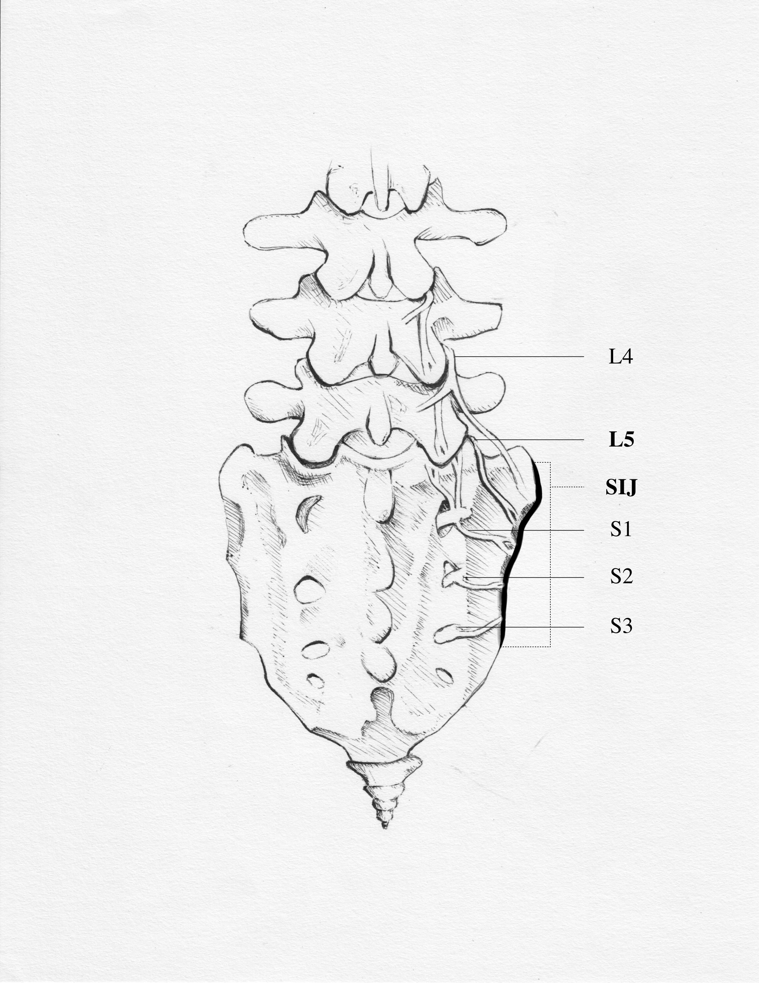 spinal